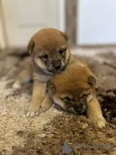 Dodatkowe zdjęcia: TOP szczenięta Shiba Inu