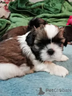 Dodatkowe zdjęcia: Rasowe szczenięta Shih Tzu.