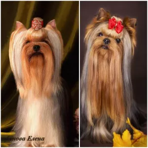 Zdjęcie №2 do zapowiedźy № 6454 na sprzedaż  yorkshire terrier - wkupić się Ukraina od żłobka, hodowca