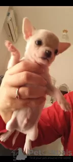 Zdjęcie №3. Samiec mini chihuahua. Egipt