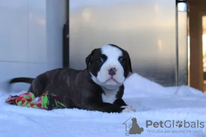 Dodatkowe zdjęcia: American Bully Puppies