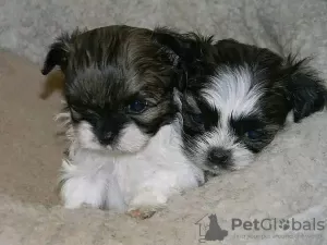 Zdjęcie №1. shih tzu - na sprzedaż w Berlin | Bezpłatny | Zapowiedź №125359