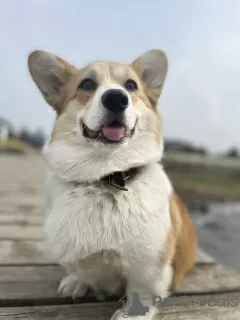 Dodatkowe zdjęcia: Welsh Corgi Pembroke