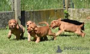 Zdjęcie №4. Sprzedam cocker spaniel angielski w Portimão. prywatne ogłoszenie - cena - 4282zł