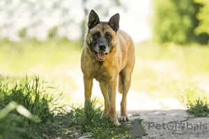 Dodatkowe zdjęcia: Szykowny chłopak o fenotypie Malinois szuka mężczyzny.