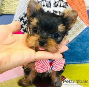 Zdjęcie №1. yorkshire terrier - na sprzedaż w Helsinki | negocjowane | Zapowiedź №43046