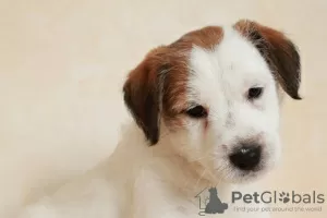 Zdjęcie №3. Szczenięta Jack Russell Terrier. Federacja Rosyjska