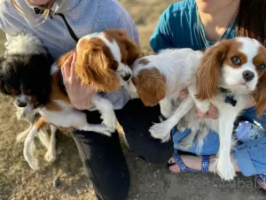 Zdjęcie №2 do zapowiedźy № 17324 na sprzedaż  cavalier king charles spaniel - wkupić się USA hodowca