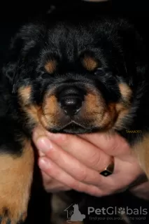 Zdjęcie №1. rottweiler - na sprzedaż w Gomel | 4485zł | Zapowiedź №128263