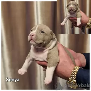 Zdjęcie №2 do zapowiedźy № 30250 na sprzedaż  american bully - wkupić się Litwa hodowca