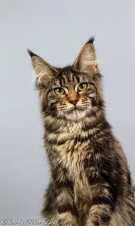 Zdjęcie №3. Maine Coon. Federacja Rosyjska