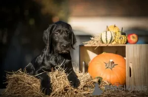 Dodatkowe zdjęcia: Labradoodle