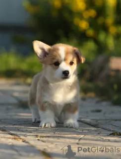 Zdjęcie №3. Szczeniaki Welsh Corgi Pembroke. Federacja Rosyjska