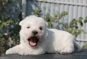 Dodatkowe zdjęcia: Szczenięta rasy West Highland White Terrier, dziewczynki