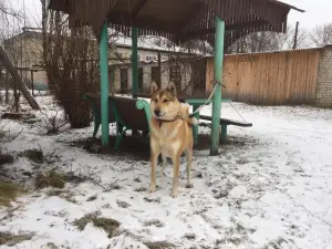 Dodatkowe zdjęcia: Sprzedam szczenięta rasy husky z Zachodniej Syberii od pracujących rodziców o