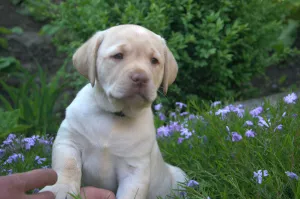 Zdjęcie №4. Sprzedam labrador retriever w Winnica. prywatne ogłoszenie - cena - 1476zł