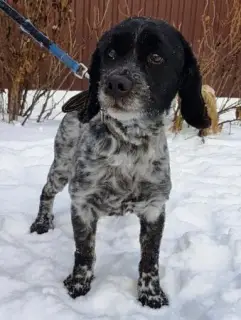 Zdjęcie №2 do zapowiedźy № 1303 na sprzedaż  russian spaniel - wkupić się Federacja Rosyjska prywatne ogłoszenie