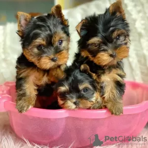 Zdjęcie №1. yorkshire terrier biewer - na sprzedaż w Бург | 762zł | Zapowiedź №129620