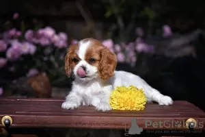 Zdjęcie №2 do zapowiedźy № 78704 na sprzedaż  cavalier king charles spaniel - wkupić się Białoruś od żłobka