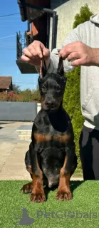 Dodatkowe zdjęcia: Doberman szczenięta na sprzedaż