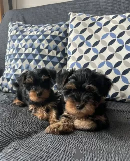 Zdjęcie №1. yorkshire terrier - na sprzedaż w Berlin | 13zł | Zapowiedź №74200