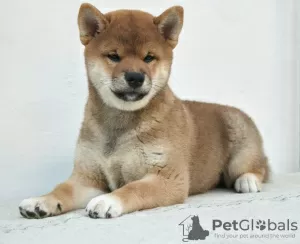 Zdjęcie №3. Niesamowity chłopiec shiba inu. Federacja Rosyjska