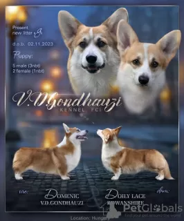 Zdjęcie №1. welsh corgi - na sprzedaż w Glendale | 14657zł | Zapowiedź №86365