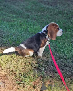 Dodatkowe zdjęcia: Szczenięta rasy beagle.