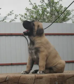 Zdjęcie №3. Szczenięta na sprzedaż Kangala (Anatolian Shepherd) Karabash. Federacja Rosyjska