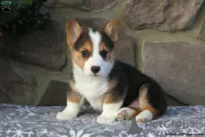 Zdjęcie №1. welsh corgi - na sprzedaż w Lardos | 2386zł | Zapowiedź №63548