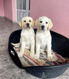 Dodatkowe zdjęcia: Labrador retriever szczenięta