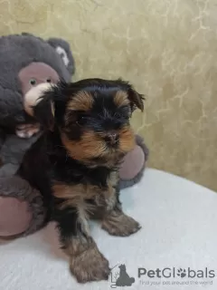 Zdjęcie №3. Szczeniaki yorkshire terrier. Ukraina