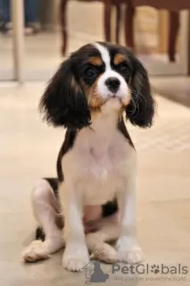 Dodatkowe zdjęcia: Szczenięta Cavalier King Charles Spaniel