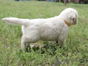 Dodatkowe zdjęcia: szczenięta golden retrievera