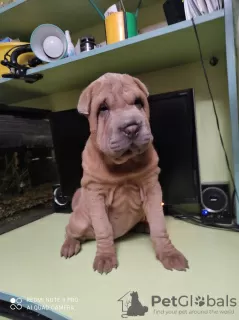 Zdjęcie №2 do zapowiedźy № 11604 na sprzedaż  shar pei - wkupić się Ukraina prywatne ogłoszenie