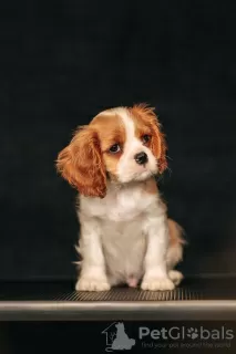 Zdjęcie №3. Cavalier King Charles Spaniel. Łotwa