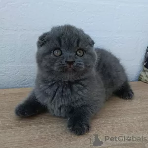 Zdjęcie №1. scottish fold - na sprzedaż w Monachium | negocjowane | Zapowiedź № 129835