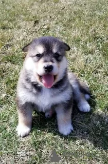 Zdjęcie №2 do zapowiedźy № 30088 na sprzedaż  alaskan malamute - wkupić się Wielka Brytania prywatne ogłoszenie