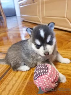 Zdjęcie №2 do zapowiedźy № 75802 na sprzedaż  alaskan malamute - wkupić się Litwa prywatne ogłoszenie, hodowca