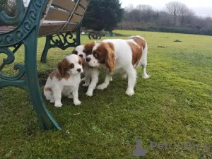 Zdjęcie №1. cavalier king charles spaniel - na sprzedaż w Berchtesgaden | 1355zł | Zapowiedź №12033