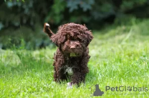 Dodatkowe zdjęcia: Szczenięta Lagotto Romagnolo