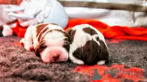 Dodatkowe zdjęcia: Springer spaniel angielski szczenięta