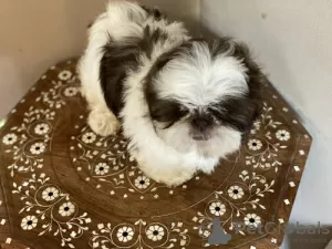 Zdjęcie №1. shih tzu - na sprzedaż w Kolonia | Bezpłatny | Zapowiedź №95917