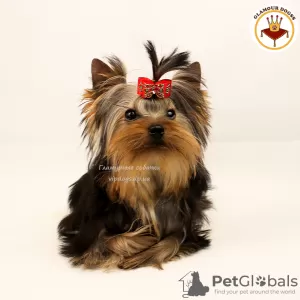 Zdjęcie №2 do zapowiedźy № 10175 na sprzedaż  yorkshire terrier - wkupić się Ukraina prywatne ogłoszenie, od żłobka, hodowca