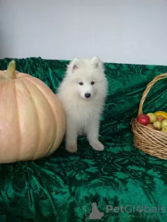 Dodatkowe zdjęcia: Szczenięta Samoyed