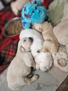 Dodatkowe zdjęcia: Piękny, masywny golden retriever