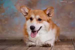 Dodatkowe zdjęcia: Welsh Corgi Pembroke