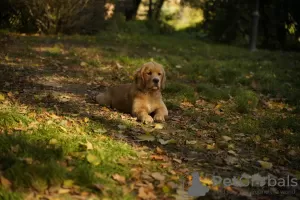 Dodatkowe zdjęcia: Dziewczynka Golden Retriever