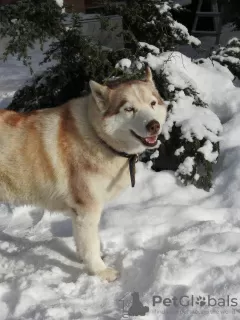 Zdjęcie №4. Sprzedam husky syberyjski w Москва. prywatne ogłoszenie - cena - Bezpłatny