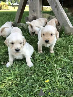 Zdjęcie №1. golden retriever - na sprzedaż w Woltersdorf | 2093zł | Zapowiedź №58262